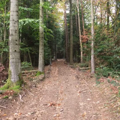 Trail du Sanglier 2026 - Photo 2