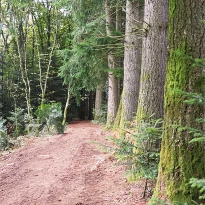 Trail du Sanglier 2026 - Photo 3