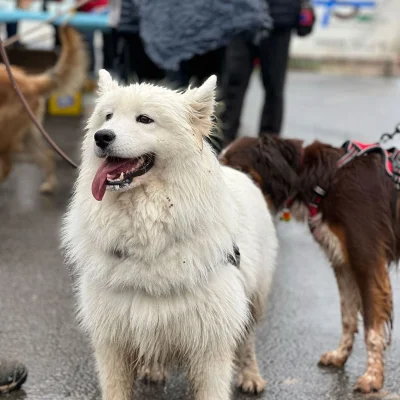 Canicross La Croquette 2026 - Photo 1