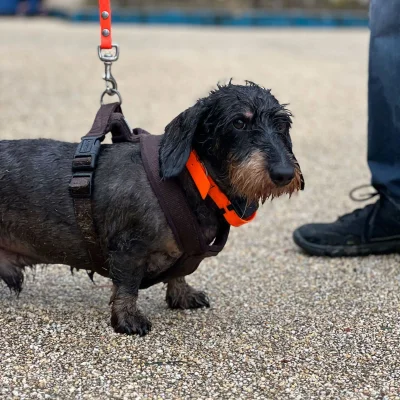 Canicross La Croquette 2026 - Photo 3