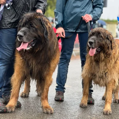 Canicross La Croquette 2026 - Photo 7