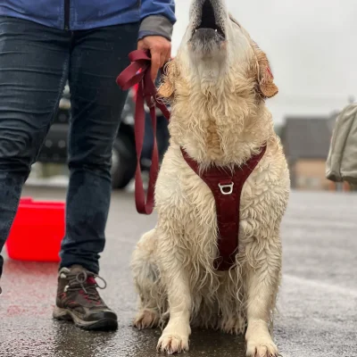 Canicross La Croquette 2026 - Photo 8