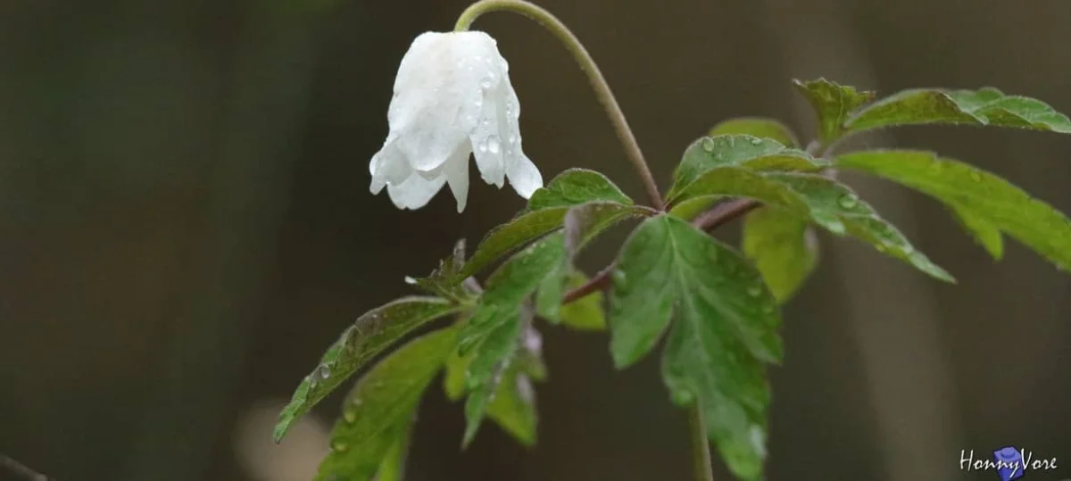 Trail Cloysien des 3 Rivieres 2026
