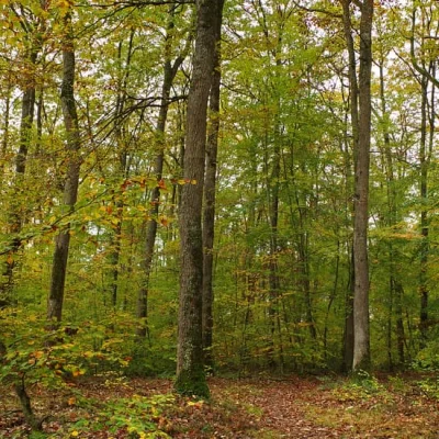 La Course Forest 2026