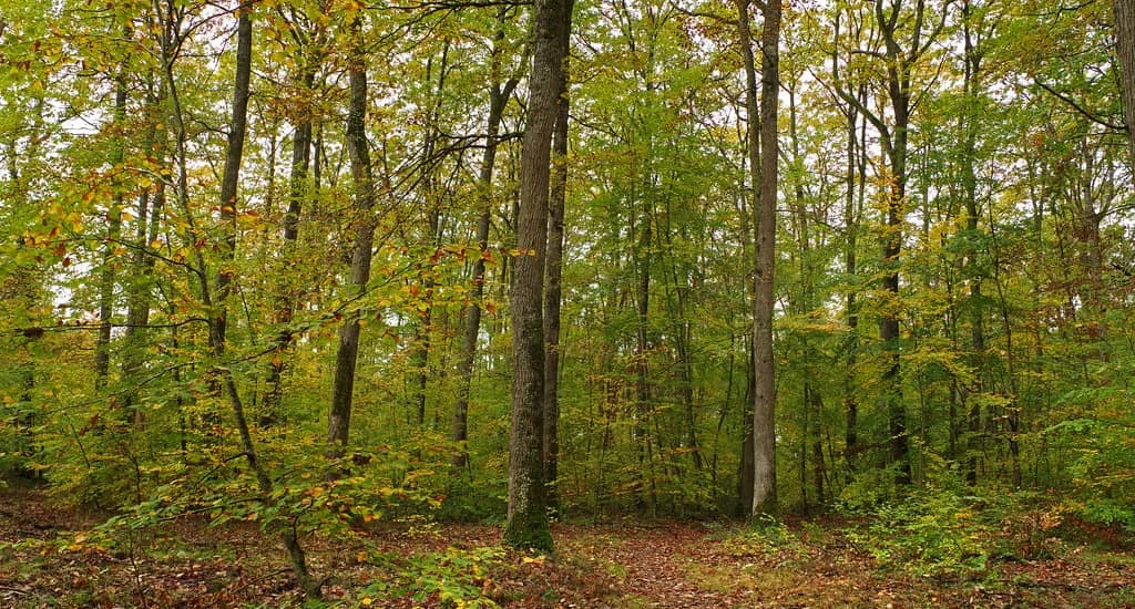 La Course Forest 2026