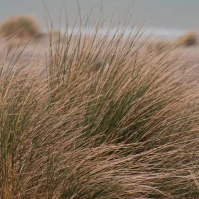 Printanieres de Saultain 2026