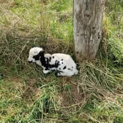 La Course du Mouton 2026 - Photo 6