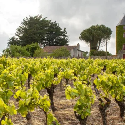 Trail du Vignoble Nantais 2026