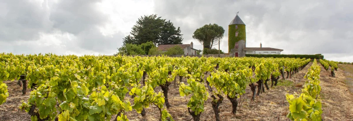 Trail du Vignoble Nantais 2026