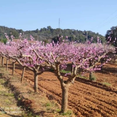 Trail de la Londe les Maures 2026