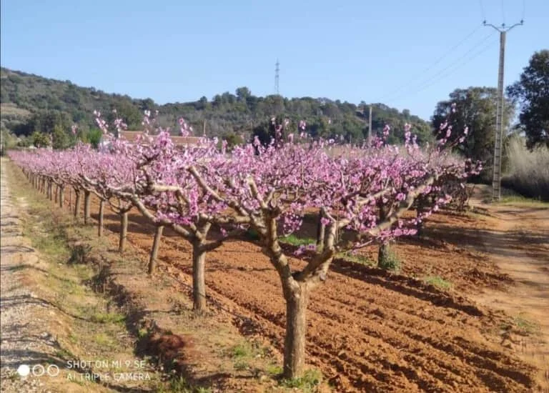 Trail de la Londe les Maures 2026
