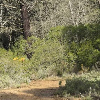 Trail des 6 Collines 2026