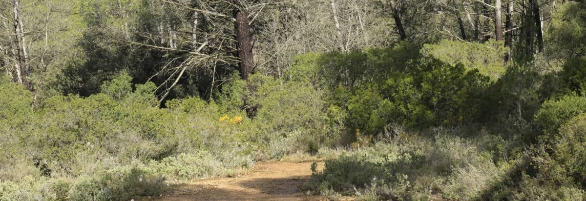 Trail des 6 Collines 2026